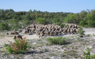Arrivée d&rsquo;un troupeau ovin