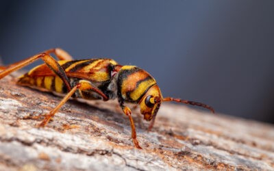 Le longicorne tigre : un coléoptère nuisible identifié sur la commune