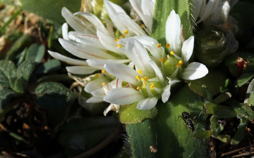 Allium chamaemoly, une espèce protégée présente sur de Domaine