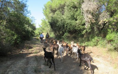 Élevage ovin : les nouvelles arrivées au Domaine de Mirabeau
