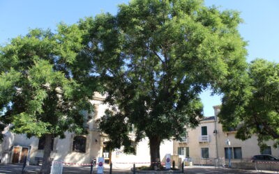 Le grand Sophora situé devant la médiathèque Léon Guizard doit malheureusement être abattu